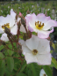 Preview: Kletterrose Francis E Lester2